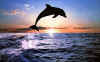 Click on dolphin for a large image.