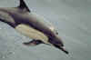 Click on dolphin for a large image.