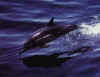 Click on dolphin for a large image.