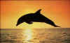 Click on dolphin for a large image.