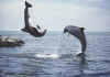 Click on dolphins for a large image.