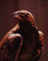 Click on the  brown eagle for a large image.