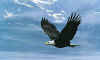Click on the eagle for a large image.