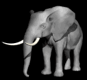 Gray elephant trumpeting at night. Moonlight features constellation and star animation, animated animals at night, moon animation, campfire animation, and more.