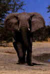 Click on the elephant for a large image.