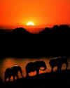 Click on the elephants for a large image.