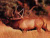 Click on the elk for a large image.