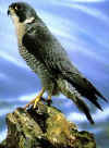 Click on the peregrine falcon for a large image.
