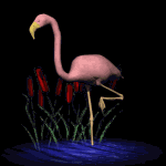 Flamingo in moonlight. Moonlight features constellation and star animation, animated animals at night, moon animation, campfire animation, and more.