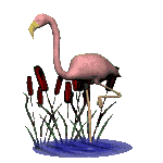 The flamingo is one of the largest web-footed swimming birds. Flamingos live in tropical regions.