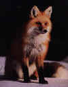 Click on the fox for a large image.