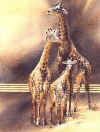 Click on the giraffes for a large image.