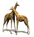 Hi. We are giraffes. When we get older we will be 20 feet tall. How tall are you?