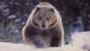 Click on the grizzly bear for a large image.