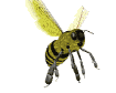 Animated honey bee. Bees are numerous throughout the world, and belong to the order Apoidea.