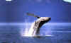 Click on the humpback whale for a large image.