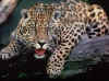 Click on the jaguar for a large image.