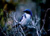 Click on the scrub jay for a large image.