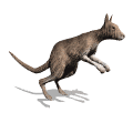 Kangaroos are found only in Australia.