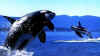 Click on the killer whales for a large image.