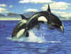 Click on the killer whales for a large image.