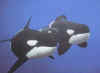 Click on the killer whales for a large image.