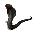 Hi. I am a King Cobra snake, and I like to dance to music.