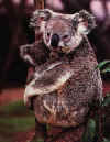 Click on the koala for a large image.