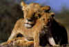 Click on lions for a large image.