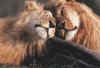 Click on lions for a large image.