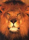 Click on lion for large image.