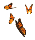 Animated monarch butterfly family. The monarch butterfly migrates thousands of miles each year from Canada to Mexico.