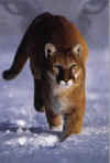 Click on the mountain lion for a large image.