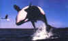 Click on the killer whales for a large image.