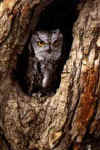 Click on the owl for a large image.
