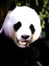 Click on the panda for a large image.