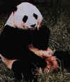 Click on the panda for a large image.