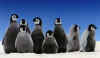 Click on the penguins for a large image.