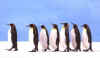 Click on the penguins for a large image.