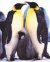 Click on the penguins for a large image.