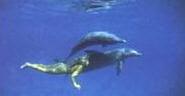 People and dolphins have had a special bond for centuries. Great Blue Marble has dolphin images, dolphin animation, dolphin sounds, dolphin cartoons, and dolphin facts.