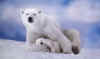 Click on the polar bears for a large image.