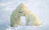 Click on the polar bears for a large image.