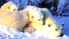 Click on the polar bears for a large image.