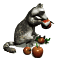 raccoon_eating_apple_md_wht.gif