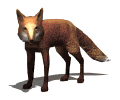 Hi am a vixen. A vixen is a female fox.