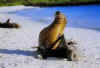 Click on the seal for a large image.