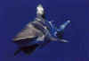 Click on the shark for a large image.