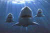 Click on the sharks for a large image.