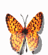 Animated tiger butterfly. The monarch butterfly migrates thousands of miles each year from Canada to Mexico.